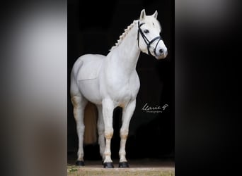 Connemara, Gelding, 10 years, 15 hh, Gray