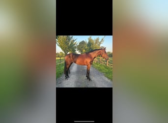 Connemara Mix, Gelding, 10 years