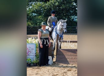 Connemara Mix, Gelding, 10 years