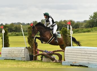 Connemara Mix, Gelding, 10 years