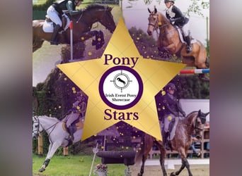 Connemara Mix, Gelding, 10 years