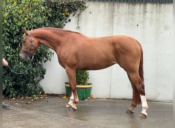 Connemara Mix, Gelding, 10 years