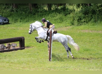 Connemara Mix, Gelding, 10 years