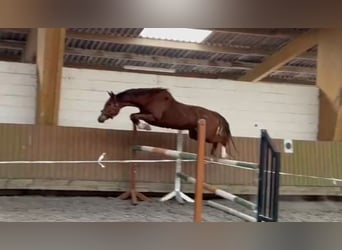 Connemara Mix, Gelding, 10 years