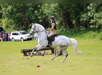 Connemara Mix, Gelding, 10 years