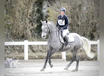 Connemara Mix, Gelding, 10 years