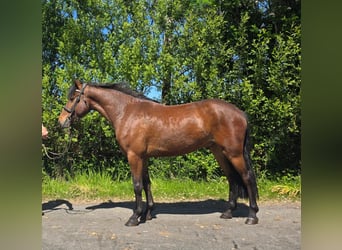 Connemara Mix, Gelding, 10 years
