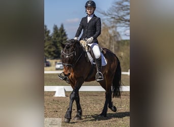 Connemara, Gelding, 11 years, 14.1 hh, Brown