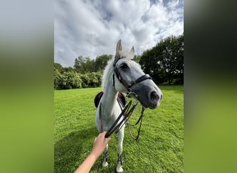 Connemara Mix, Gelding, 11 years, 14.1 hh, Gray