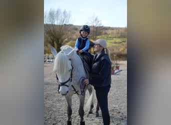 Connemara, Gelding, 11 years, 14.2 hh, Grey