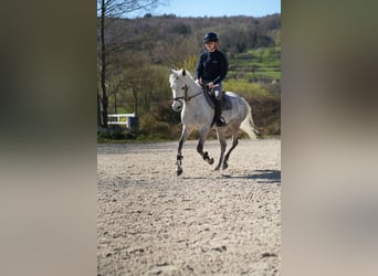 Connemara, Gelding, 11 years, 14.2 hh, Grey