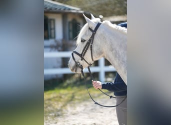 Connemara, Gelding, 11 years, 14,2 hh, Grey