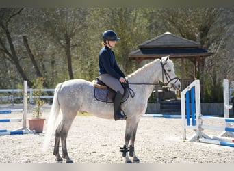 Connemara, Gelding, 11 years, 14,2 hh, Grey