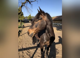 Connemara Mix, Gelding, 12 years, 14.1 hh, Bay-Dark