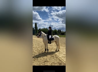 Connemara, Gelding, 12 years, 14,1 hh, Cremello