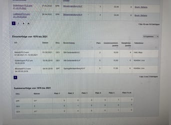 Connemara, Gelding, 12 years, 14.2 hh, Grey-Dark-Tan Connemara, Gelding, 12 years, 14.2 hh, Grey-Dark-Tan