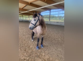 Connemara, Gelding, 12 years, 14 hh, Buckskin