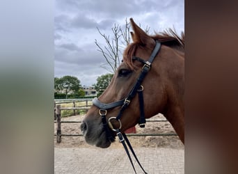 Connemara Mix, Gelding, 12 years, 15 hh, Chestnut-Red