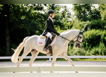 Connemara, Gelding, 12 years, Grey