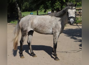 Connemara, Gelding, 13 years, 14.1 hh, Grey-Blue-Tan