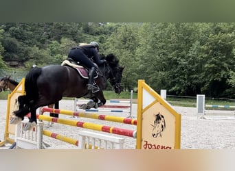 Connemara, Gelding, 13 years, 14.2 hh, Black
