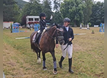 Connemara, Gelding, 13 years, 14.2 hh, Black