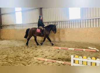 Connemara, Gelding, 13 years, 14.2 hh, Brown