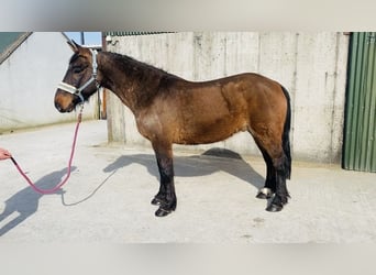 Connemara, Gelding, 13 years, 14.2 hh, Brown