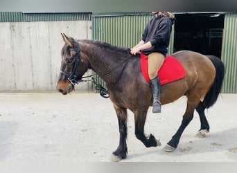 Connemara, Gelding, 13 years, 14.2 hh, Brown
