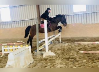 Connemara, Gelding, 13 years, 14.2 hh, Brown
