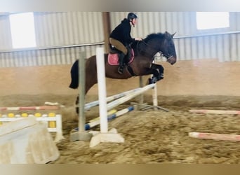 Connemara, Gelding, 13 years, 14.2 hh, Brown