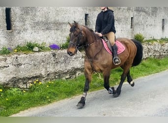 Connemara, Gelding, 13 years, 14.2 hh, Brown