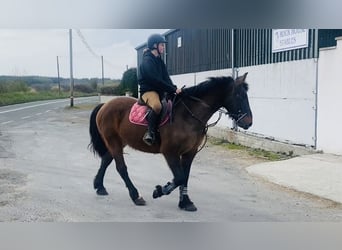 Connemara, Gelding, 13 years, 14.2 hh, Brown