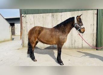 Connemara, Gelding, 13 years, 14.2 hh, Brown