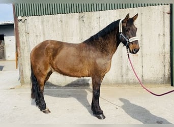 Connemara, Gelding, 13 years, 14.2 hh, Brown