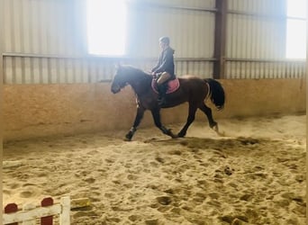 Connemara, Gelding, 13 years, 14.2 hh, Brown