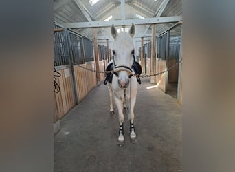 Connemara Mix, Gelding, 13 years, 14,2 hh, Grey