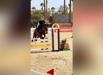 Connemara, Gelding, 13 years, 15.1 hh