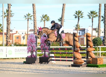 Connemara, Gelding, 13 years, 15.1 hh