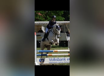 Connemara, Gelding, 13 years, 15 hh, Gray