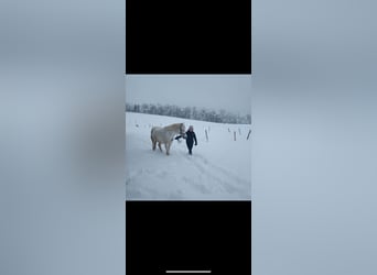 Connemara, Gelding, 13 years, 15,1 hh, Grey