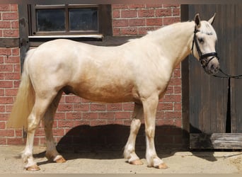 Connemara Mix, Gelding, 13 years, Palomino