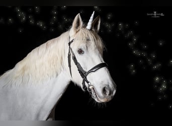 Connemara, Gelding, 14 years, 14.2 hh, Gray