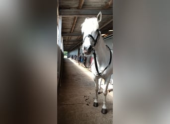 Connemara, Gelding, 14 years, 14.2 hh, Gray