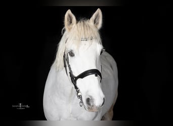 Connemara, Gelding, 14 years, 14.2 hh, Gray