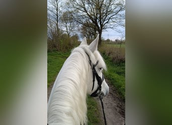 Connemara, Gelding, 14 years, 14.2 hh, Gray