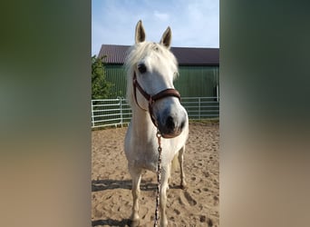 Connemara, Gelding, 14 years, 14.2 hh, Gray