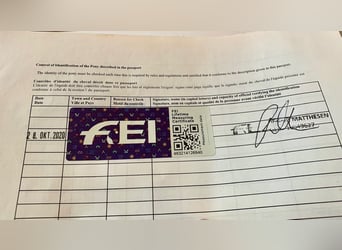 Connemara, Gelding, 14 years, 14.2 hh, Grey Connemara, Gelding, 14 years, 14.2 hh, Grey