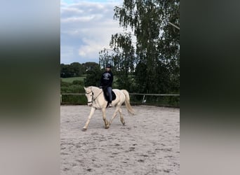 Connemara, Wallach, 14 Jahre, 14,3 hh, Cremello