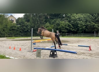 Connemara, Gelding, 14 years, 14,3 hh, Dun